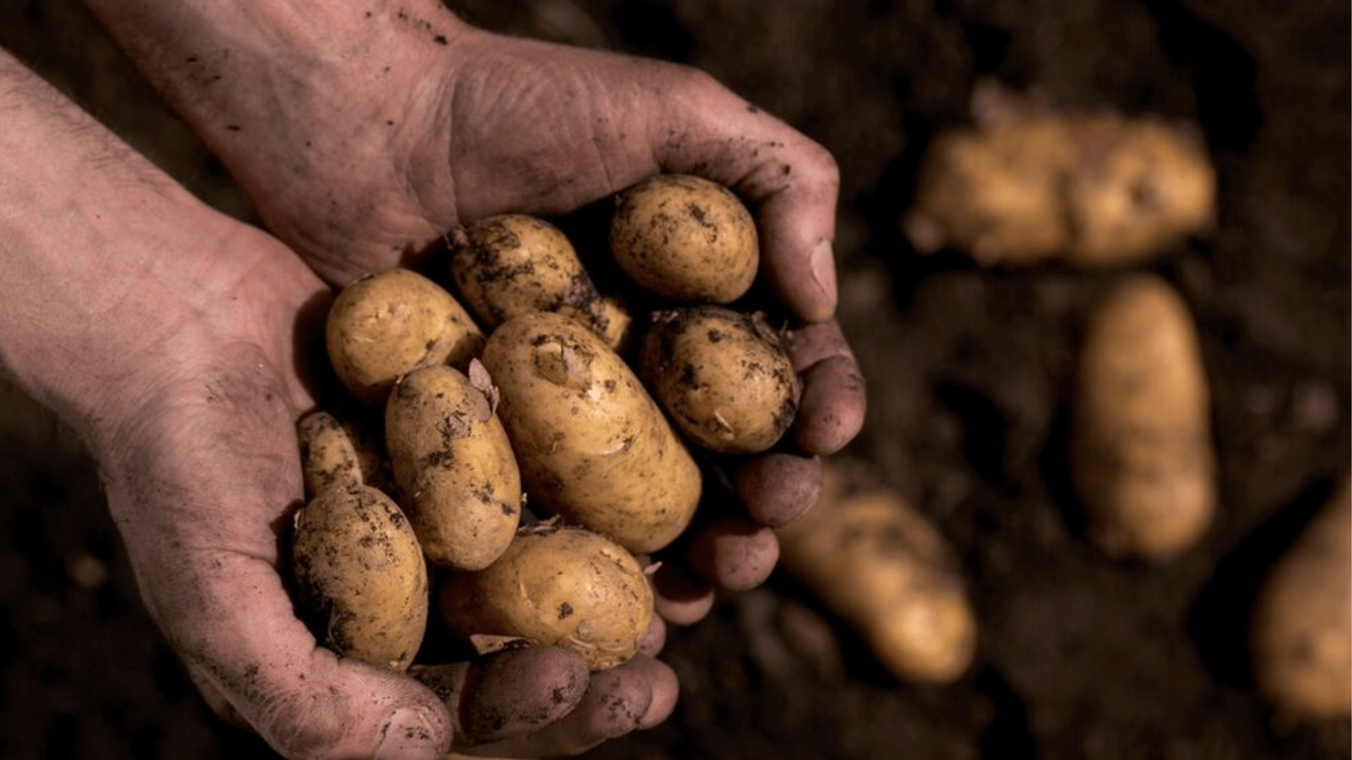 aviko potatis i händer med jord