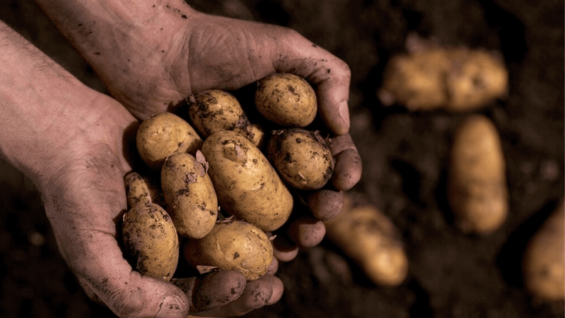 aviko potatis i händer med jord